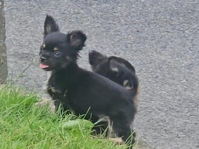 Black/Tan Tea Cup Chihuahua (F) €900