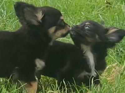 Black/Tan Tea Cup Chihuahua (F) €900
