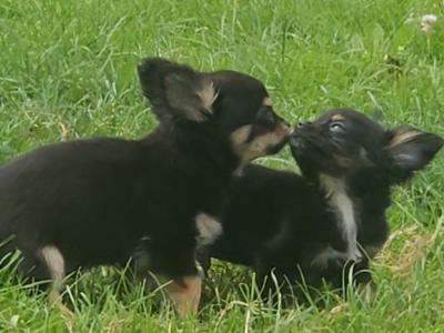 1 female Black/Tan Tea Cup Chihuahua puppy in Dublin €900