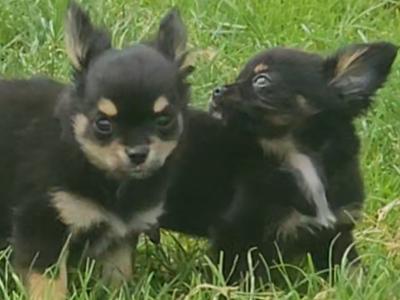 Black/Tan Tea Cup Chihuahua (F) €900