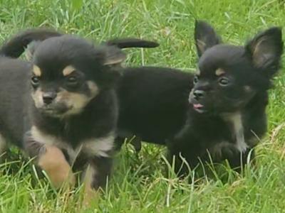 Black/Tan Tea Cup Chihuahua (F) €900