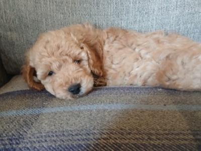 Cockapoo puppies in Wexford