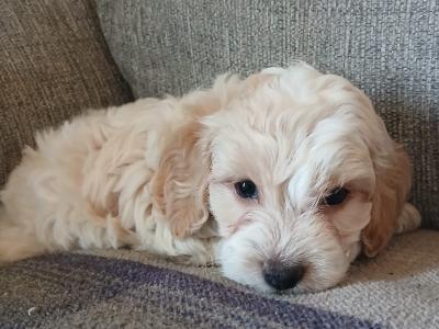 Cockapoo puppies in Wexford