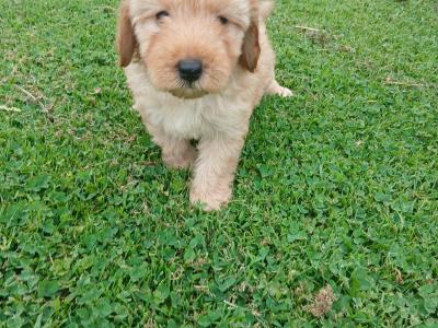 Cockapoo puppies in Wexford