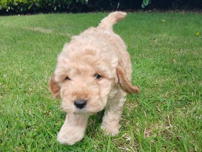 Cockapoo puppies in Wexford
