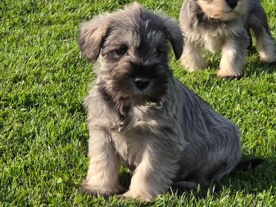 Miniature  Schnauzer puppies in Wexford