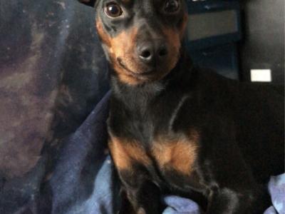 Miniature Pinscher x Chihuahua puppies in Kerry