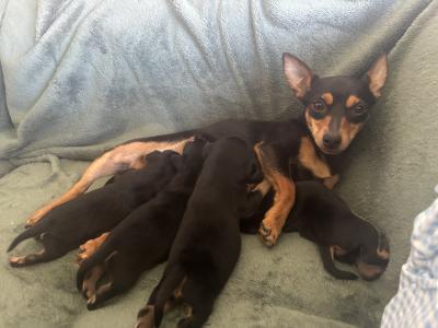 Miniature Pinscher x Chihuahua puppies in Kerry
