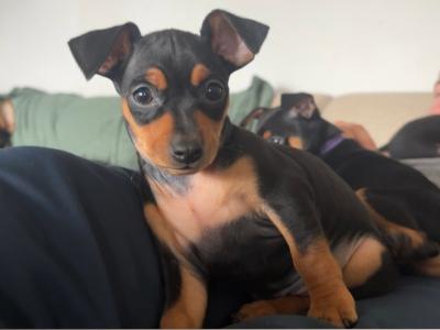 Miniature Pinscher x Chihuahua puppies in Kerry