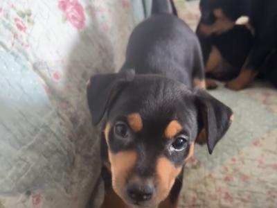 Miniature Pinscher x Chihuahua puppies in Kerry