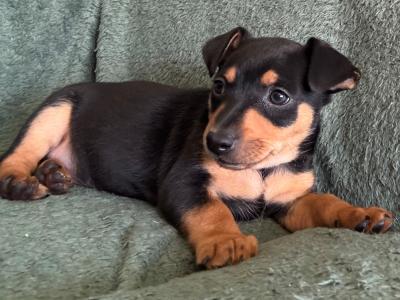 Miniature Pinscher x Chihuahua puppies in Kerry