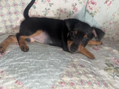 Miniature Pinscher x Chihuahua puppies in Kerry