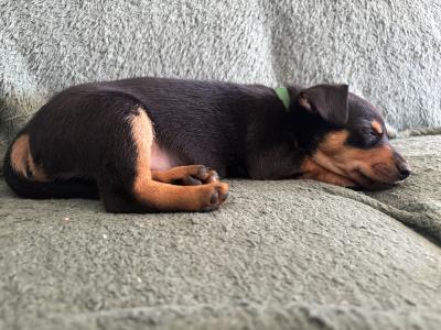 Miniature Pinscher x Chihuahua puppies in Kerry