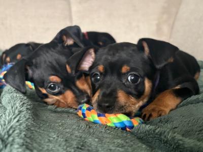 Miniature Pinscher x Chihuahua puppies in Kerry