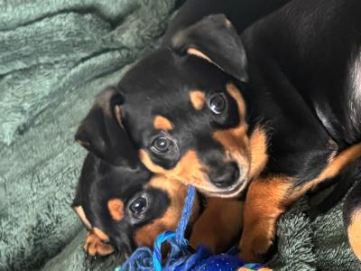 Miniature Pinscher x Chihuahua puppies in Kerry