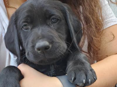 Beautiful Black Labrador puppies in Offaly are looking for their Forever Homes