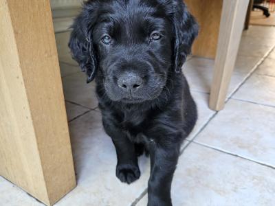Beautiful Black Labrador puppies in Offaly are looking for their Forever Homes