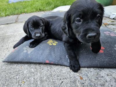 Beautiful Black Labrador puppies in Offaly are looking for their Forever Homes