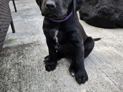 Beautiful Black Labrador puppies in Offaly are looking for their Forever Homes
