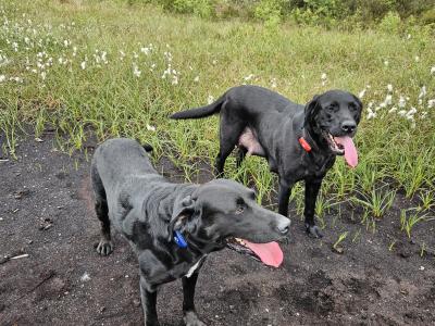 Beautiful Black Labrador puppies in Offaly are looking for their Forever Homes