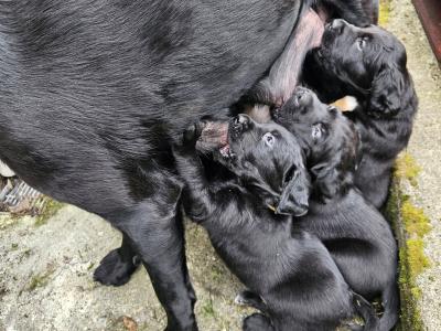 Beautiful Black Labrador puppies in Offaly are looking for their Forever Homes