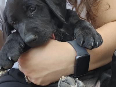 Beautiful Black Labrador puppies in Offaly are looking for their Forever Homes