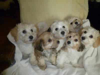 Litter of Bichon Frise X Yorkshire Terrier puppies in Cork