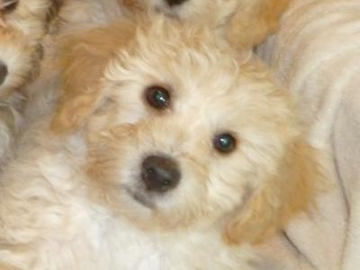 Litter of Bichon Frise X Yorkshire Terrier puppies in Cork