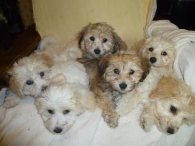 Litter of Bichon Frise X Yorkshire Terrier puppies in Cork