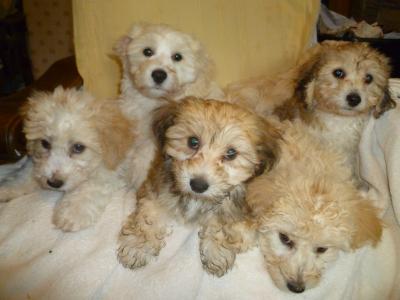 Litter of Bichon Frise X Yorkshire Terrier puppies in Cork