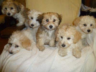 Litter of Bichon Frise X Yorkshire Terrier puppies in Cork