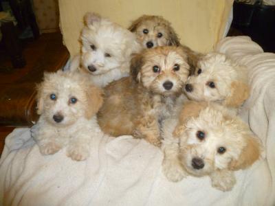 Litter of Bichon Frise X Yorkshire Terrier puppies in Cork