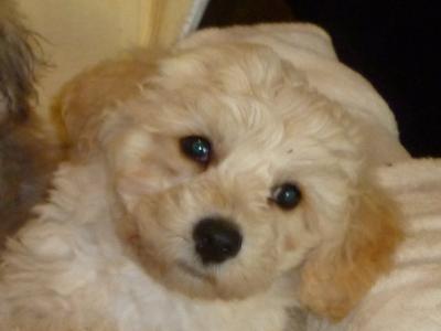 Litter of Bichon Frise X Yorkshire Terrier puppies in Cork