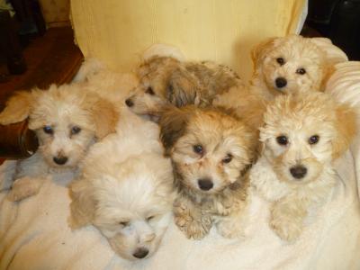 Litter of Bichon Frise X Yorkshire Terrier puppies in Cork