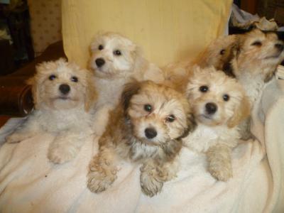 Litter of Bichon Frise X Yorkshire Terrier puppies in Cork