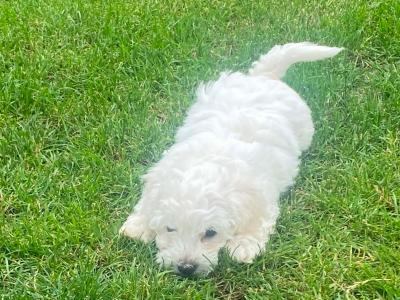 1 White Poochon Remaining!!!!