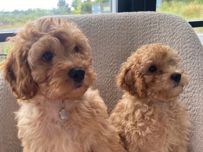 Maltipoo puppies 1 male 1 female in Mayo