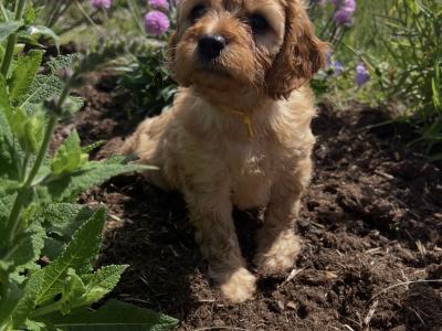 Maltipoo puppies 1 male 1 female in Mayo