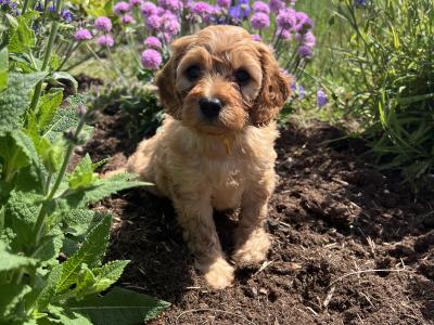 Maltipoo puppies 1 male 1 female in Mayo