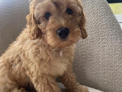 Maltipoo puppies 1 male 1 female in Mayo