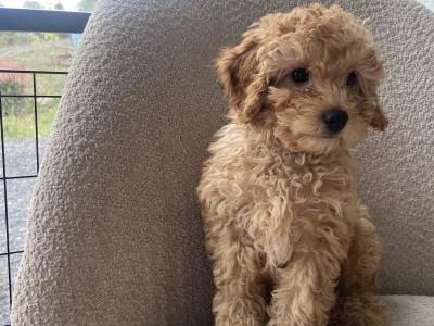 Maltipoo puppies 1 male 1 female in Mayo