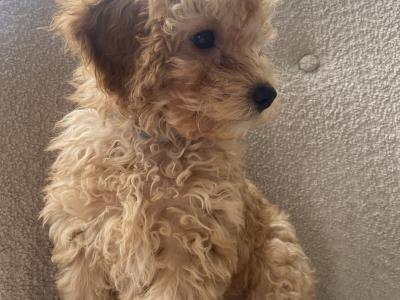 Maltipoo puppies 1 male 1 female in Mayo