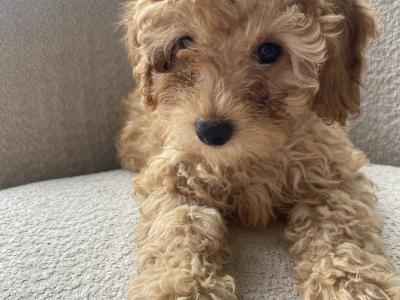 Maltipoo puppies 1 male 1 female in Mayo