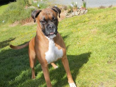 Pedigree Boxer Vodkableu IKC registered for Stud