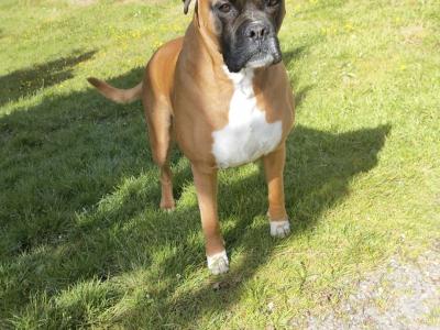 Pedigree Boxer Vodkableu IKC registered for Stud