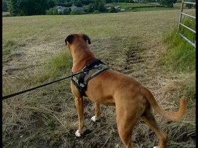 Pedigree Boxer Vodkableu IKC registered for Stud