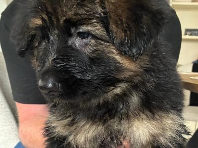 2 female German Shepherd puppies for sale in Tipperary