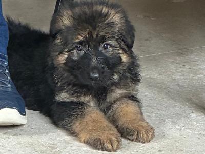 2 female German Shepherd puppies for sale in Tipperary