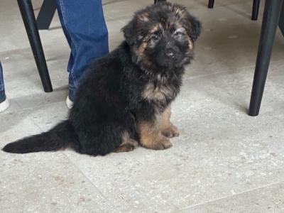 2 female German Shepherd puppies for sale in Tipperary