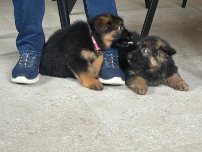 2 female German Shepherd puppies for sale in Tipperary